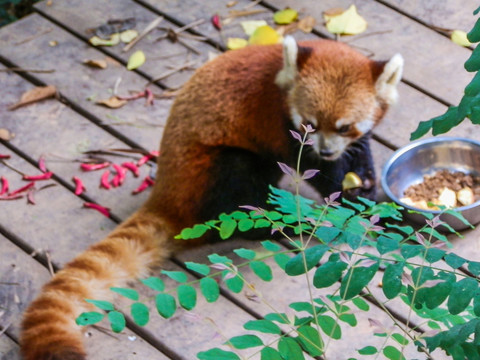 小浣熊