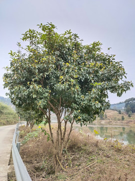 桂花树