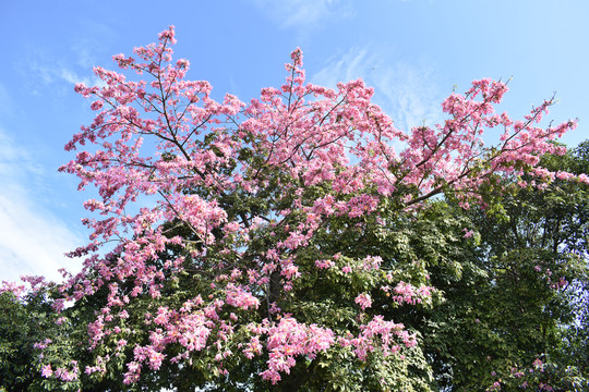 红花蓝天