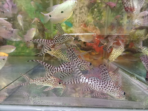 小金鱼