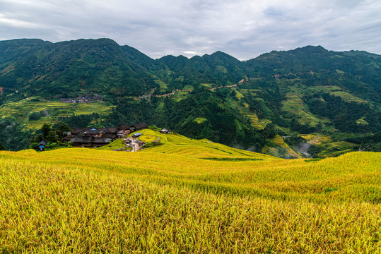 贵州加榜梯田