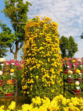 菊花展览