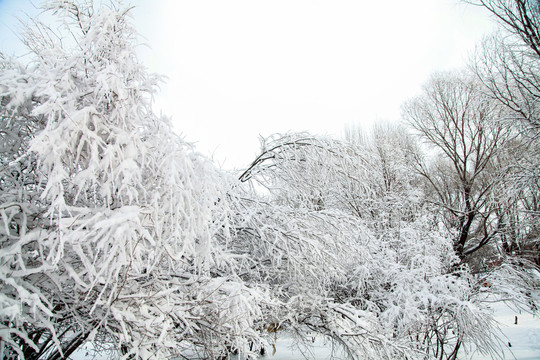 雪