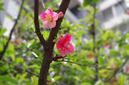 两朵美丽的花