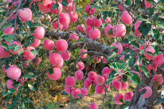 烟台红富士苹果园