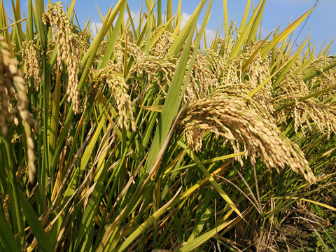 秋日稻米成熟