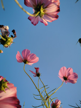 格桑花