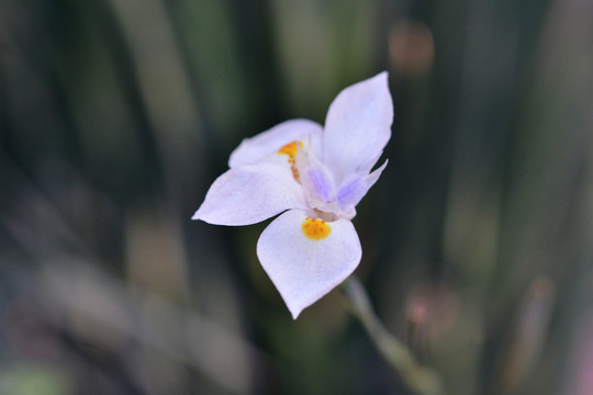 白色水仙花