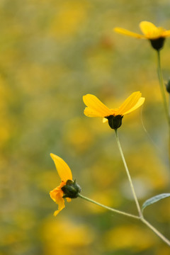 野菊花