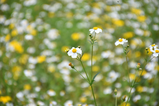 野菊花