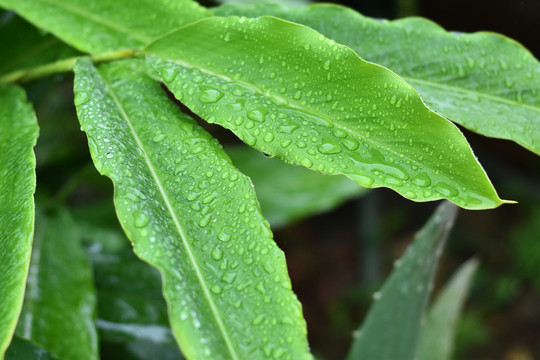 雨后绿叶