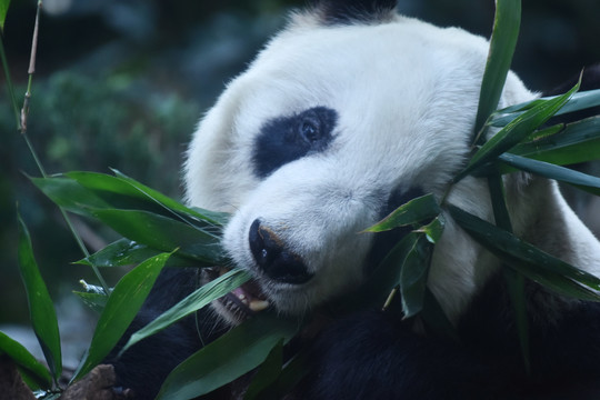 大熊猫摄影图片