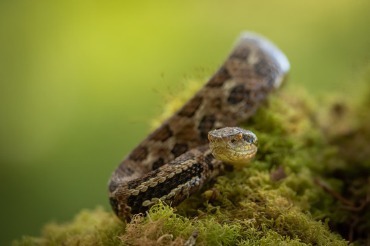 雨林蛇类摄影