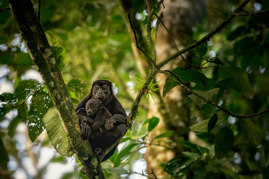 雨林里的猴子