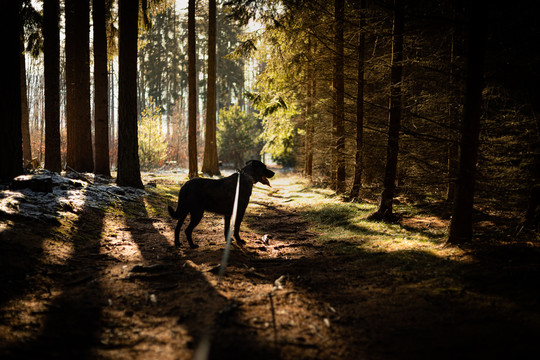 森林里散步的狗