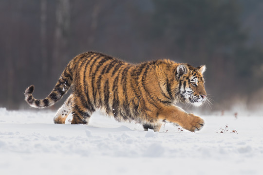 雪地里的小老虎