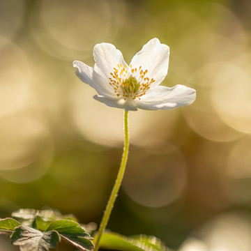 花卉特写