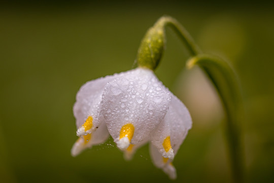 水仙花开