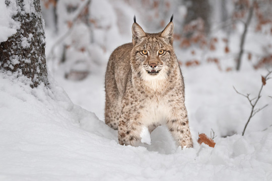 雪地里的山猫