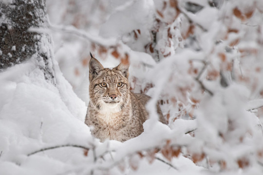 雪地里的山猫