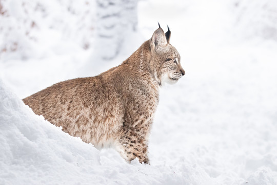 雪地里的山猫