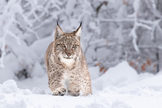 雪地里的山猫