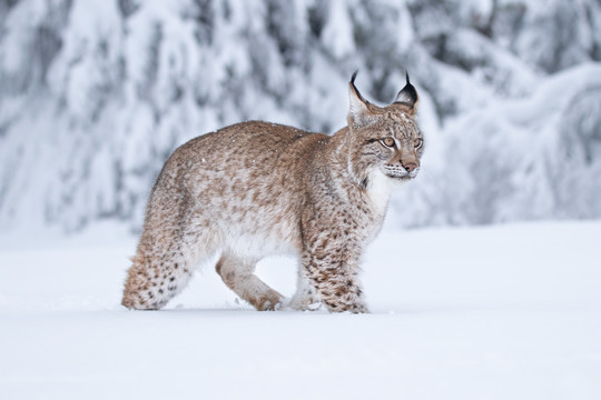 雪地里的山猫