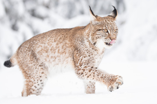 雪地里的山猫