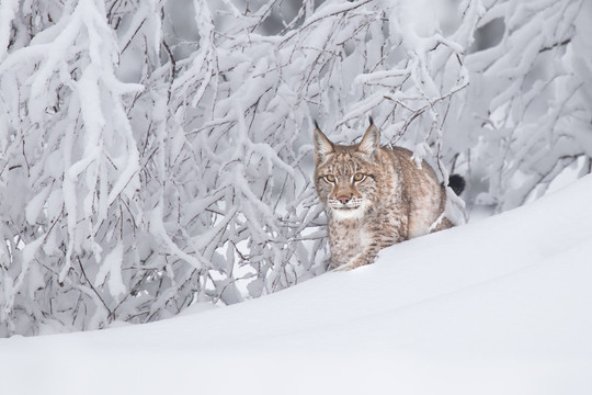 雪地里的山猫