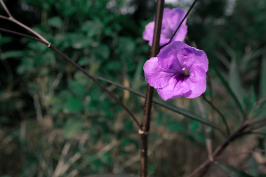 蓝花草