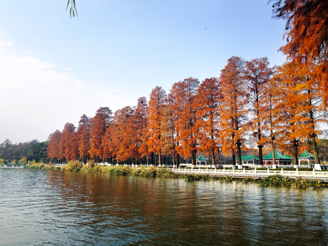 东湖绿道秋景
