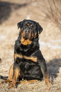 罗威纳犬