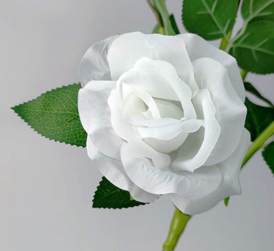 被绿叶围绕着的白玫瑰假花