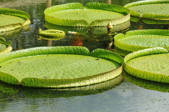 夏天水池里的一片绿色的王莲