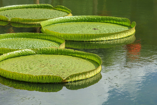夏天水池里的一片绿色的王莲