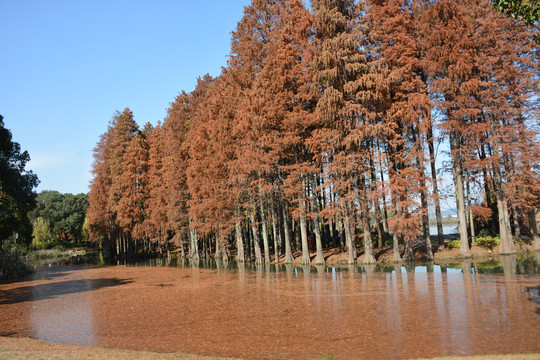红树林与一池落叶
