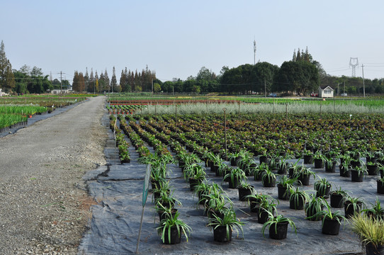 花卉种植基地