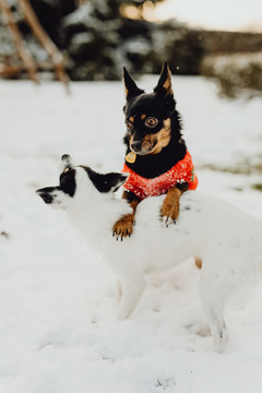 雪地里的小狗