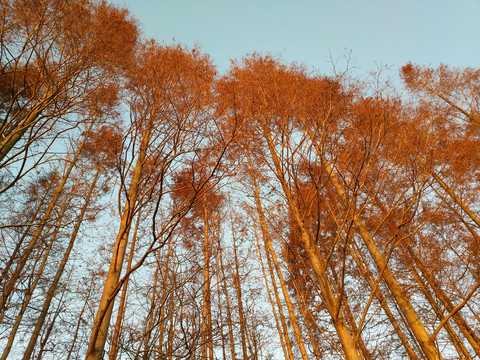 红火冬日水杉林