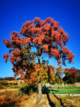 秋天田园上的红叶大树