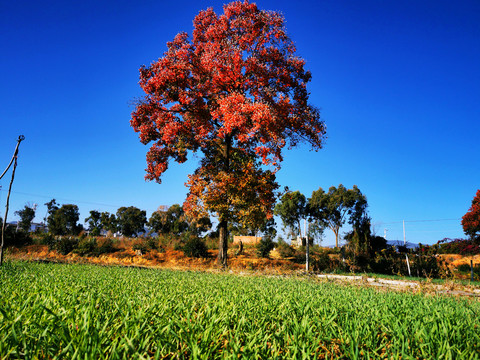 秋天田园上的红叶大树
