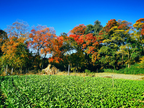 秋天田园自然风景