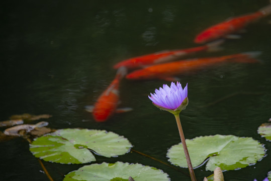 鲤鱼莲花