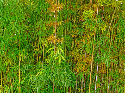 竹子绿叶