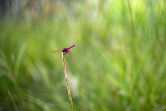 红蜻蜓