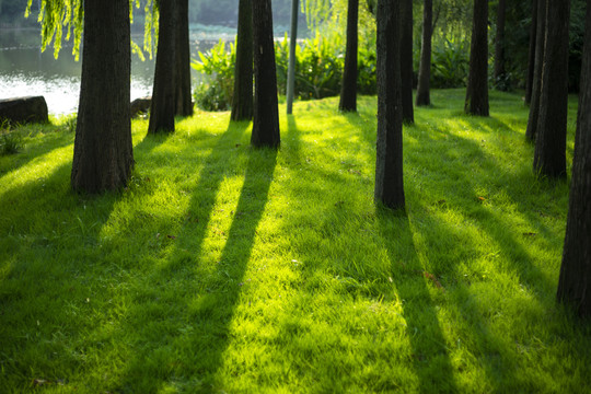 阳光下的树木草坪
