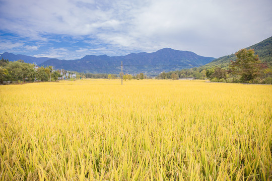 稻田