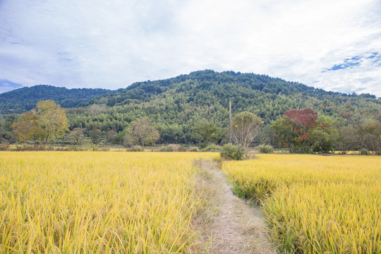 稻田