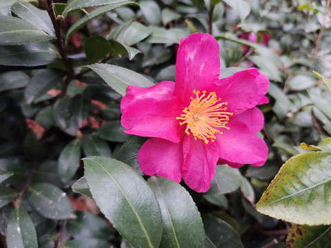 山茶花
