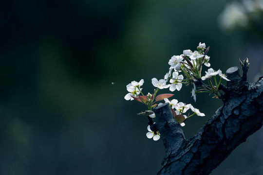 枝头梨花开